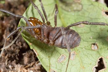 Media type: image; Invertebrate Zoology 138077